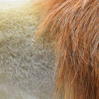 【ぬいぐるみ】HANSA ハンサ 3540 ライオン（オス）38 3540（直送品）