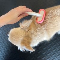 犬猫用 シリコンブラシ トレルンダ君 スリッカータイプ 日本製 S 1個 トレンディワン