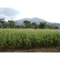 茂野製麺 国内産常陸秋そば粉使用 風味豊かな太いそば 240g×10袋 4973351505011（直送品）