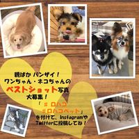 【ワゴンセール】ルークラン ループ 犬用 おもちゃ スモル カラフルモンスター オレンジ ぬいぐるみ
