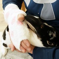 うさぎ マッサージと抜け毛取り ウサギのナデナデブラシ ミニアニマン 1個 ドギーマン