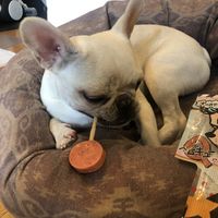 ペロQ ビーフ＆チーズ 1セット（32本）国産 わんわん ドッグフード 犬 おやつ