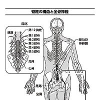 文響社 坐骨神経痛 足腰の名医が教える最高の治し方大全 1373 1冊