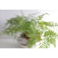 明和グラビア 窓に貼ってはがせる飛散軽減フィルム BGHK-0102 1袋