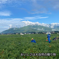 ナガノトマト 信州生まれのおいしいトマト食塩無添加（機能性表示食品） 190g×20個 4902168410270（直送品）