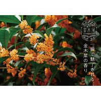 金木犀 バスパウダー 35g キンモクセイの香り お湯の色 にごり橙色 1セット（3包） グローバルプロダクトプランニング