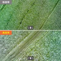 サンワサプライ 200万画素(フルHD対応)USB顕微鏡 LPE-08BK 1台