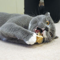 にゃんデントヘチマでハミガキ ねずみ1個 ドギーマン デンタル玩具