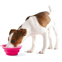 犬用 水飲み ぺたんこボウル S ピンク