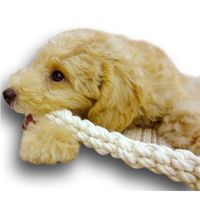 毎日ハミガキコットン スティック S 1個 犬用 おもちゃ デンタルケア