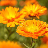 WELEDA（ヴェレダ） カレンドラベビーオイル FF（無香料） 200ml