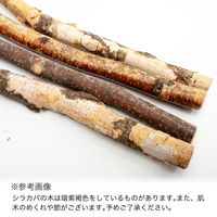 (株)リーフ Leaf Corp 鳥　止まり木　国産シラカバ　パーチ　ＬＬ　天然素材 930730 1個（直送品）