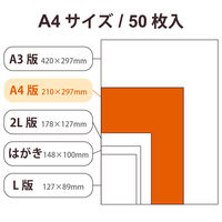 エレコム 写真用光沢紙/ハイクオリティ/厚手/A4/50枚 EJK-HQA450 1個