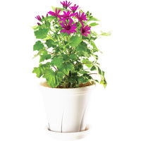 大和プラスチック 根はり鉢 6号 ホワイト 1.8L