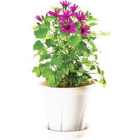 大和プラスチック 根はり鉢 5号 ホワイト 1.0L