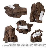 カミハタ タイ産天然流木 ハーフツリーボトムウッド S 約13×12×18cm 273887 1個（直送品）