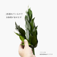 A&K プレミアムプリザーブド榊SV(ボリューム版1対)(セット販売:5個) 4573493480919 1セット(5個)（直送品）