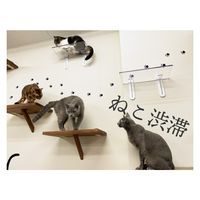 タカラ産業 タカラ PC4022-3S キャットステップ3枚セット 1セット(3枚)（直送品）