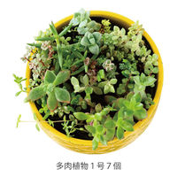 ヘッズ ハンドメイドプリントフラワーポット-22(1個) HNP-FPO22 1セット(4パック×1個)（直送品）