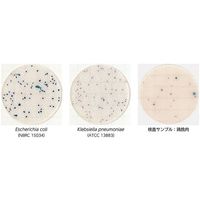 キッコーマンバイオケミファ EasyPlate 大腸菌・大腸菌群数測定用(25枚/袋×4袋入)EC 61975 1箱(100枚)（直送品）