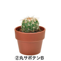 聖新陶芸 聖新 GD-921 育てるカプセル サボテン 1箱（直送品）