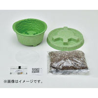 聖新陶芸 聖新 GD-94803 PLANTSMINEワイルドストロベリー　1個（直送品）