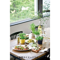 聖新陶芸 聖新 GD-95103 レシピ付栽培セット バジル　1セット（直送品）