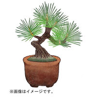 聖新陶芸 聖新 GD-954 育てるカプセル ミニ盆栽 4s　1セット（直送品）