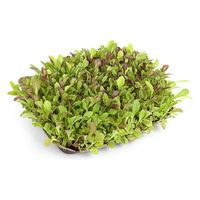 サカタのタネ サカタ SF ピートバン 5枚入 2100452 1セット