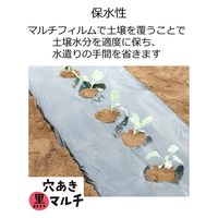 岩谷マテリアル 岩谷 穴あきトマト黒マルチ 0.02×950×50m 2100719 1巻