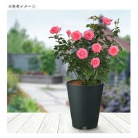 リッチェル バラ鉢 ロザリアンポット 30型 ダークグリーン 270938 1個（直送品）