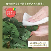 不二貿易 フェイクグリーン モンステラ セラミックポット 41139 1個