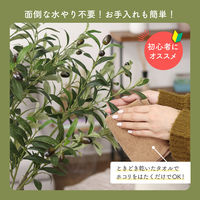 不二貿易 フェイクグリーン オリーブ 180cm ジョイント 41122 1個