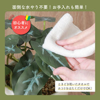 不二貿易 フェイクグリーン アロカシア セラミックポット 41138 1個