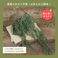 不二貿易 フェイクグリーン グリーンネックレス ハンギング 41127 1個