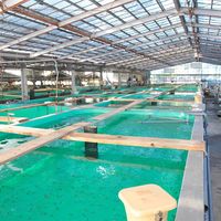 アーマリン近大 近大生まれマダイ焼味四種食べ比べセット/10食 UYA10 1箱（直送品）