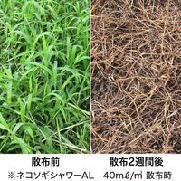 レインボー薬品 ネコソギシャワー 2L 4903471101121 1個（直送品）