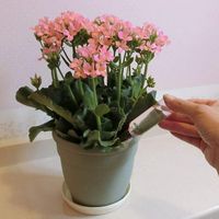 レインボー薬品 レインボーフラワーWアンプル 30ml×10P 4903471101770 1個（直送品）