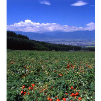 ゴールドパック 信州安曇野 トマトジュース 食塩無添加 190g 1箱（30缶入）【野菜ジュース】