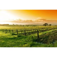 オーストラリア　バロークス プレミアム　缶ワイン　赤ワイン　ミディアムボディ 250ml 1箱（24缶入）　日本酒類販売　飲み切り