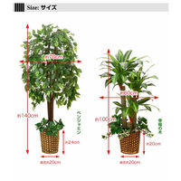 ファミリー・ライフ 人工観葉植物 2点セット（ベンジャミン&幸福の木） 幅700×奥行200×高さ1400mm（直送品）