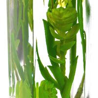 ハーバリウム/多肉植物3種セット プリマ（直送品）