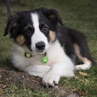 ナイトアイズ NITE IZE 犬用 ペットリット パウグリーン LEDライト お散歩ライト 1個 プラッツ