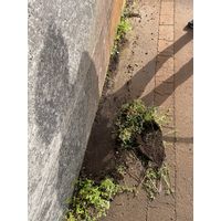 ファミリー・ライフ 隙間雑草除去!ザクっとトレ~ル a32851 1個（直送品）