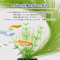 メダカ水景 ふわふわ産卵草 円 1個 ジェックス 水槽用