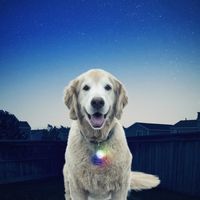 ナイトアイズ NITE IZE 犬用 スポットリット マルチカラー LED点滅ライト お散歩ライト 1個 プラッツ