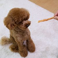 ドギーマン 仕上名人 ササミロールデンタルガム 無添加 26本（13本×2袋）3袋 ドッグフード おやつ