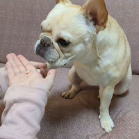 ママラブ パピー トレーニングビッツ ミルクトリーツ 無添加 国産 50g 1袋 ペティオ 犬用 おやつ