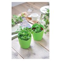 聖新陶芸 聖新 みつかる四葉クローバー栽培セット GD-592 1箱