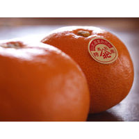 くだものの山長 高知県産マスクメロン&温室みかんセット 4582626933178 1箱（直送品）